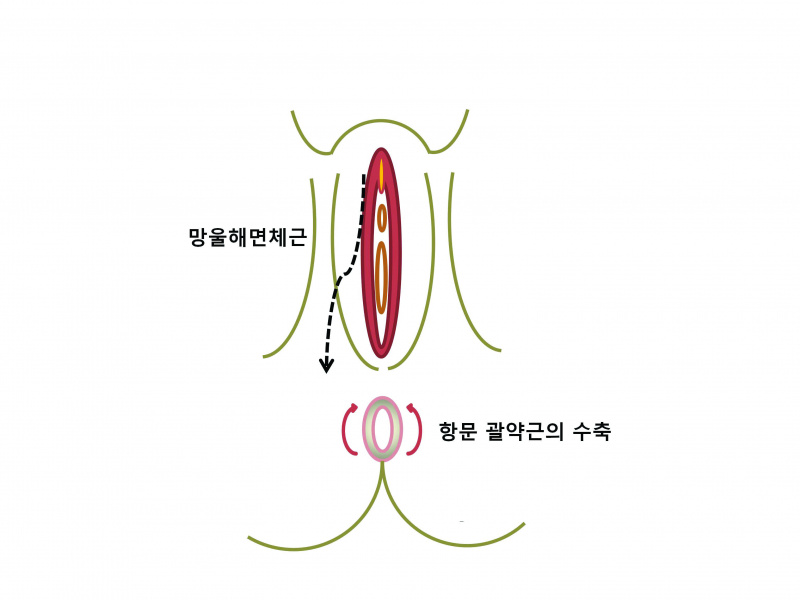 파일:실습학생지침서 그림43.jpg