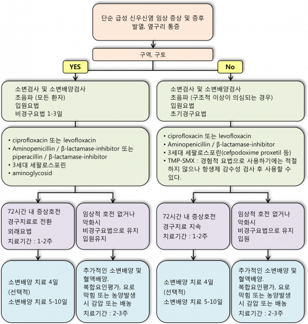 급성신우신염.png